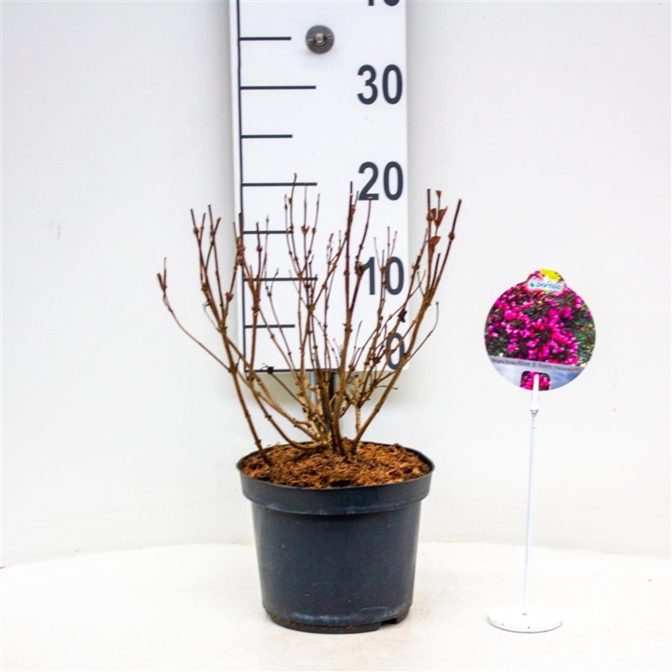 Praktweigela – Weigela florida 'Alexandra' - C3 30-40 CM